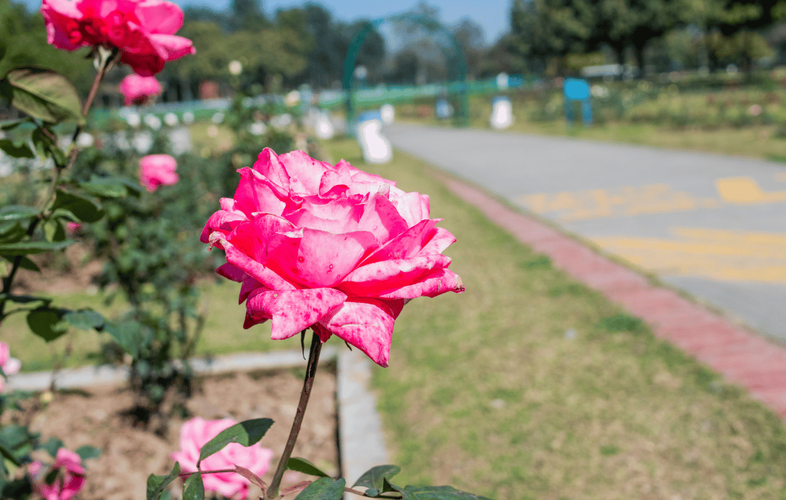 Rose Garden